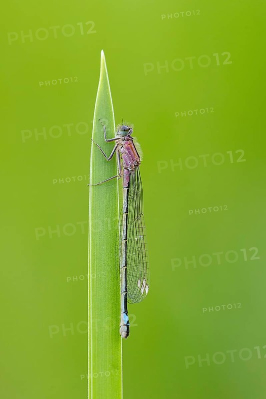 Blue-tailed damselfly (Ischnura elegans), Ahlhorn, Lower Saxony, Germany