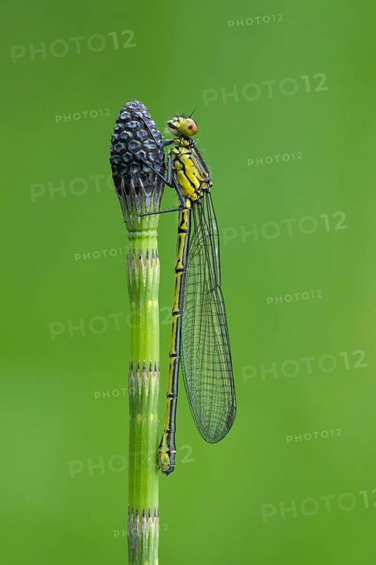 Red-eyed Damselfly (Erythromma najas), Ahlhorn, Lower Saxony, Germany