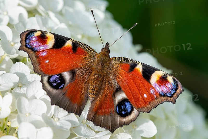 Peacock butterfly (Aglais io), Vechta, Lower Saxony, Germany