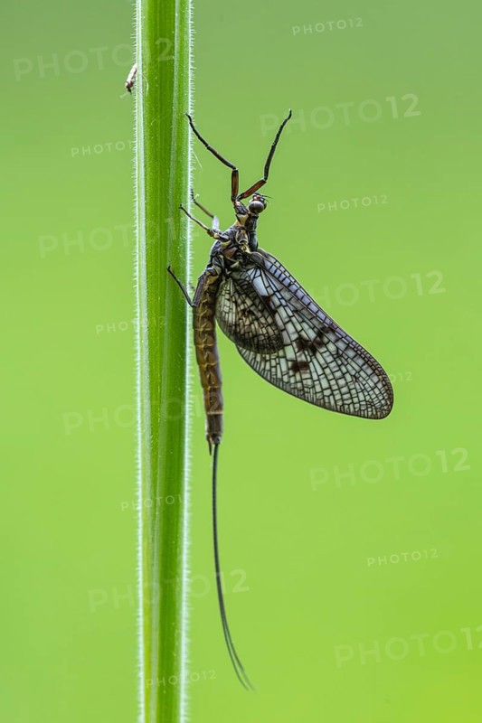 Ephemera danica or Danish mayfly (Ephemera danica), Ahlhorn, Lower Saxony, Germany