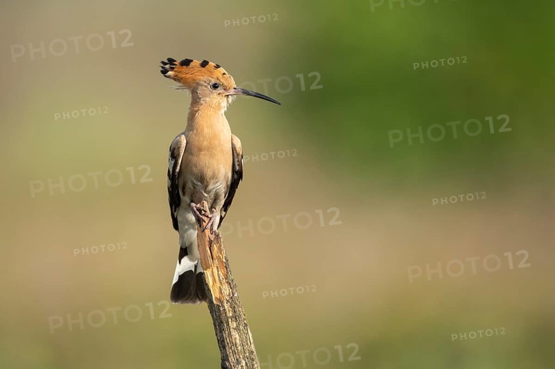 Hoopoe (Upupa epops), Faßberg, Lower Saxony, Germany