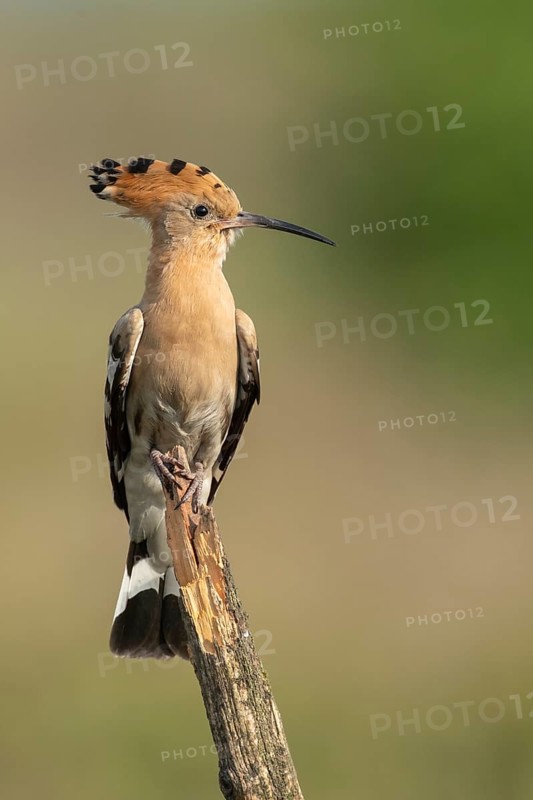 Hoopoe (Upupa epops), Faßberg, Lower Saxony, Germany