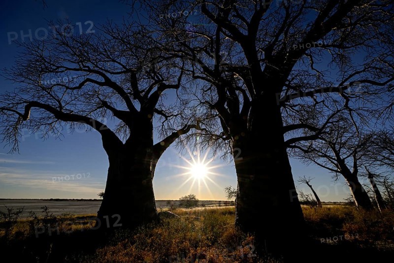 Baines Baobabs, baobab or baobab trees (Adansonia digitata) in the last daylight, Kudiakam Pan, Nxai Pan National Park, near Gweta, Central District, Botswana