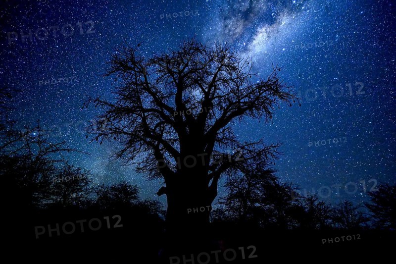Starry sky above a baobab or baobab tree (Adansonia digitata), Kudiakam Pan, Nxai Pan National Park, near Gweta, Central District, Botswana