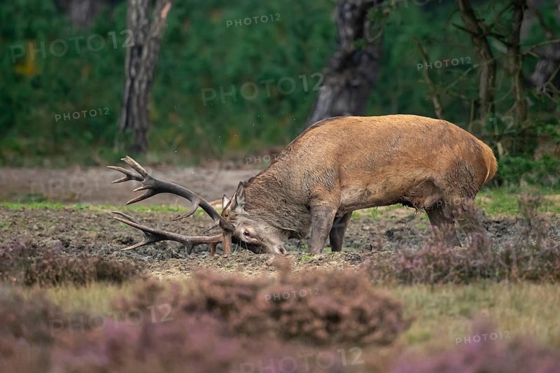 Red deer (Cervus elaphus), rut, Hoenderloo, Gelderland, Netherlands
