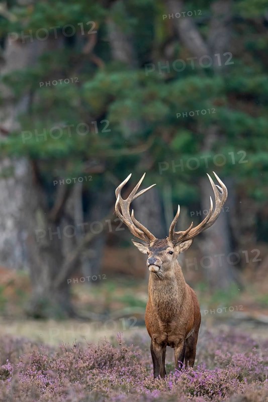 Red deer (Cervus elaphus), rut, Hoenderloo, Gelderland, Netherlands