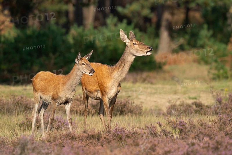 Red deer (Cervus elaphus), female, Hoenderloo, Gelderland, Netherlands