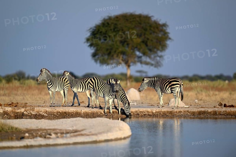 Plains zebra (Equus quagga) at the Nxai Pan waterhole, Nxai Pan National Park, near Gweta, Central District, Botswana