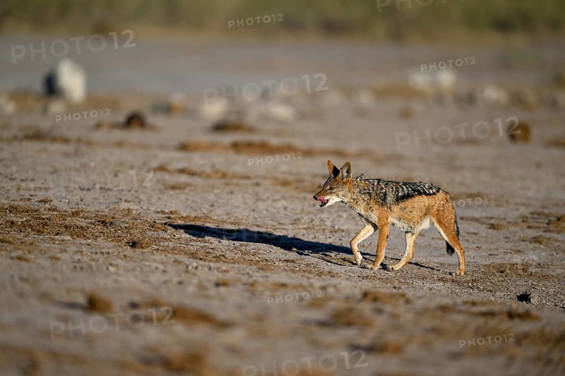 Black-backed jackal (Lupulella mesomelas), Nxai Pan National Park, near Gweta, Central District, Botswana