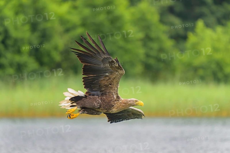 White-tailed eagle (Haliaeetus albicilla), in flight over a landscape of reeds and lakes, Mecklenburg-Western Pomerania, Germany
