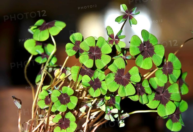 Four-leaf clover, symbol of luck, Germany