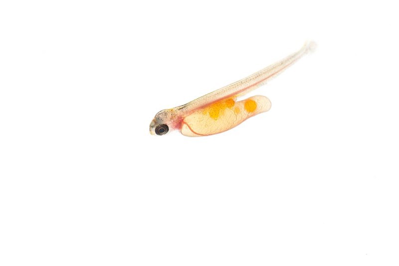 Juvenile fish, larva of Atlantic salmon (Salmo salar) after hatching in water, cut-out, fish, Wildeshausen, Lower Saxony, Germany