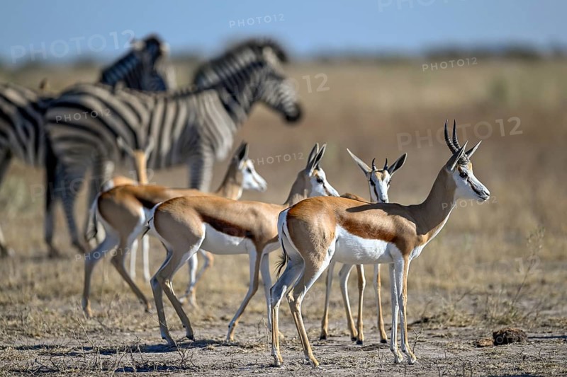 Springbok (Antidorcas hofmeyri) and plains zebra (Equus quagga) at the Nxai Pan waterhole, Nxai Pan National Park, near Gweta, Central District, Botswana