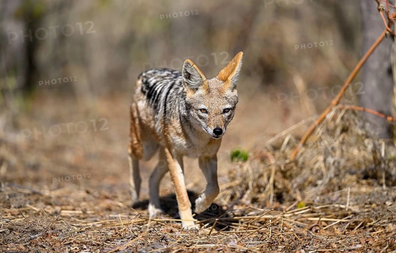 Black-backed jackal (Lupulella mesomelas), Nxai Pan National Park, near Gweta, Central District, Botswana