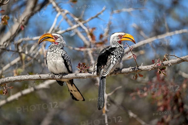 Southern yellow-billed tocos (Tockus leucomelas), Nxai Pan National Park, near Gweta, Central District, Botswana