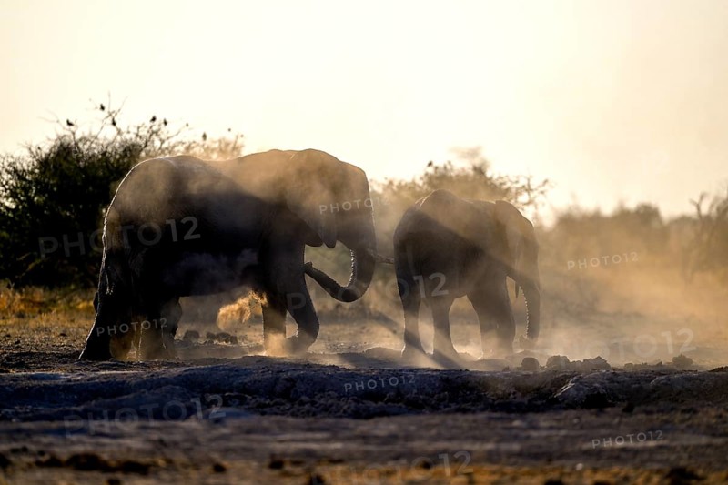 African elephants (Loxodonta africana), blue hour at sand bathing, Nxai Pan National Park, near Gweta, Central District, Botswana