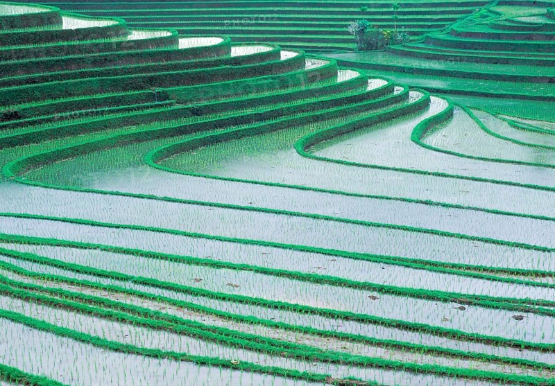 Terraced ice fields north of Antosari, Bali, Indonesia