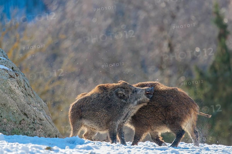 Two young wild boars (Sus scrofa) wrestle with each other in the backlight of the sun in a clearing. Their raised dorsal crests glow in the light. Bavaria, Germany