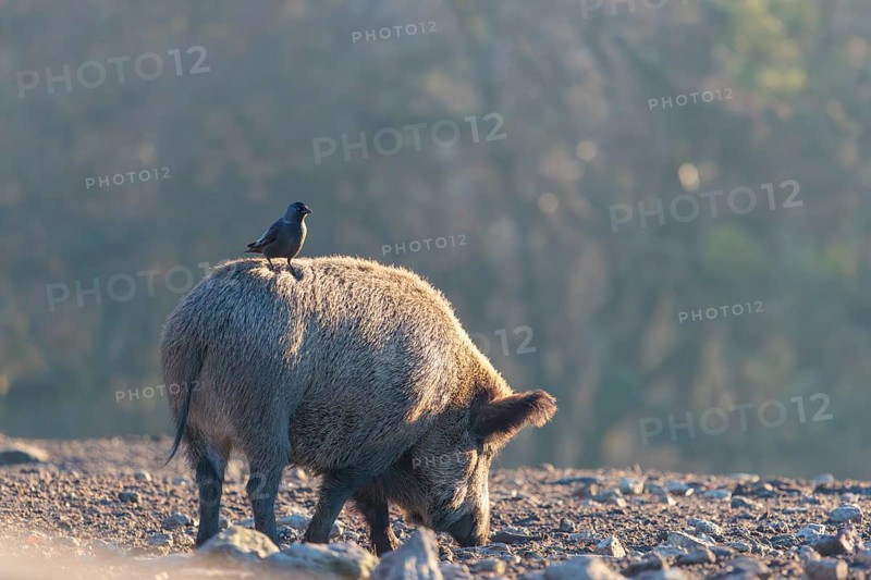 A wild boar (Sus scrofa)stands backlit by the sun on a clearing searching for food. A western jackdaw (Coloeus monedula) sits on its back waiting for its share. Bavaria, Germany