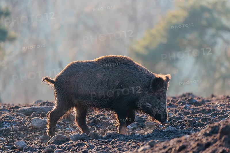 A wild boar (Sus scrofa), runs backlit by the sun across a clearing.Bavaria, Germany