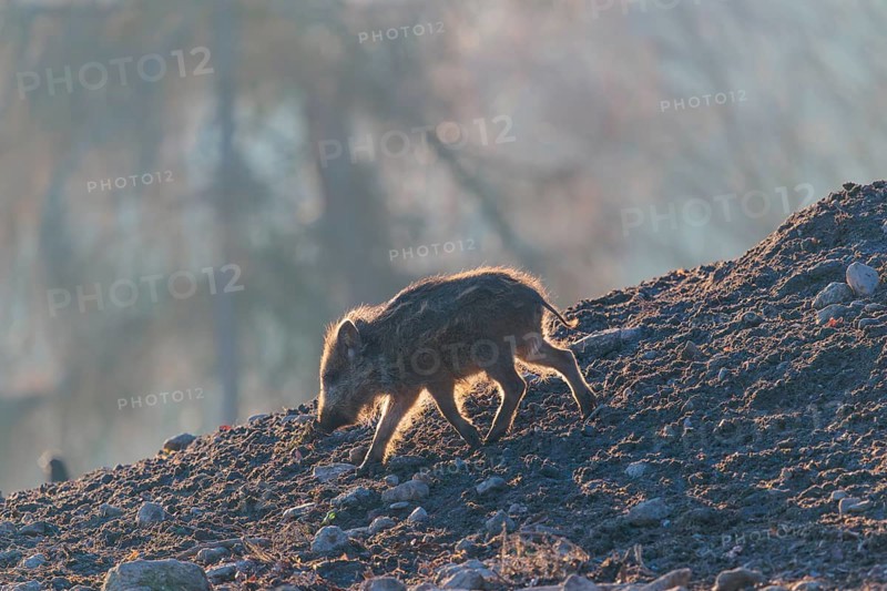 A wild boar piglet (Sus scrofa) runs across a clearing against the light of the sun, searching for food. Bavaria, Germany