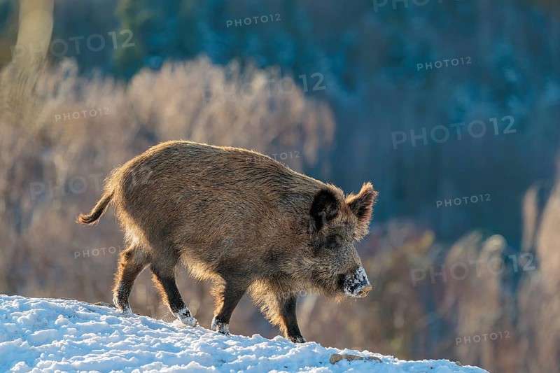 A wild boar (Sus scrofa) stands in the backlight of the sun on a snow-covered mound. A forest can be seen in the background. Bavaria, Germany