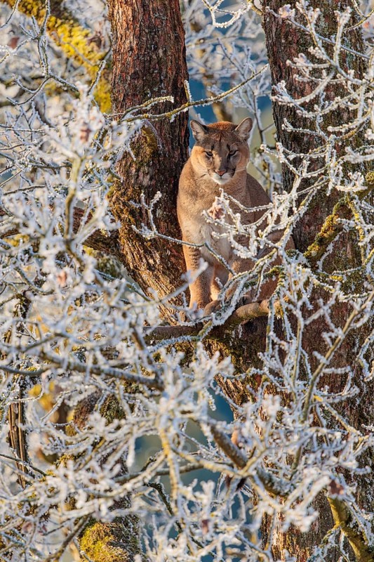 An adult female cougar (Puma concolor) sits high up in a frost-covered oak tree on a sunny, cold winter day. Captive
