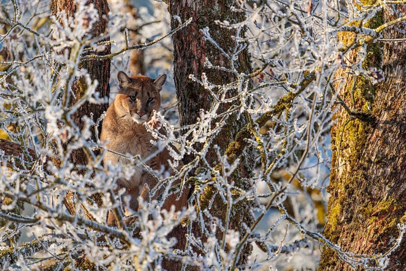 An adult female cougar (Puma concolor) sits high up in a frost-covered oak tree on a sunny, cold winter day. Captive