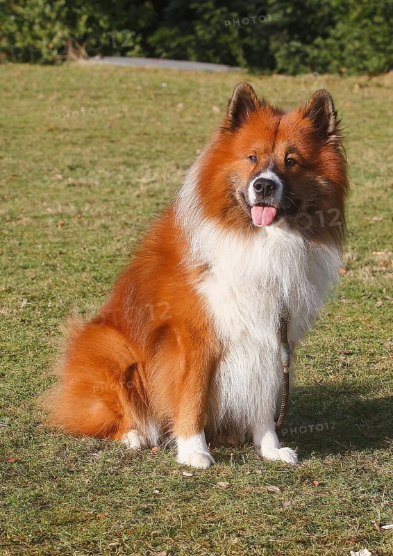 Large Elo (Canis lupus familiaris), 3 years old, sitting on a meadow, North Rhine-Westphalia, Germany
