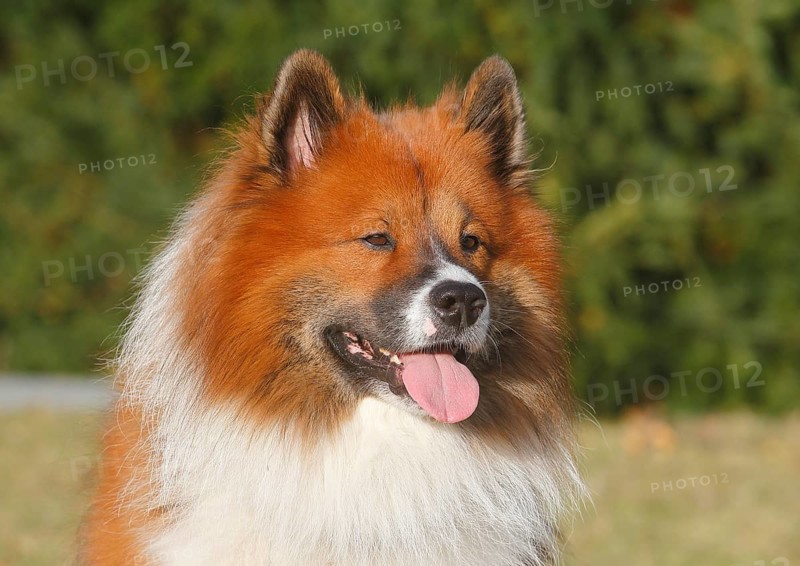 Large Elo (Canis lupus familiaris), male 3 years, portrait, North Rhine-Westphalia, Germany