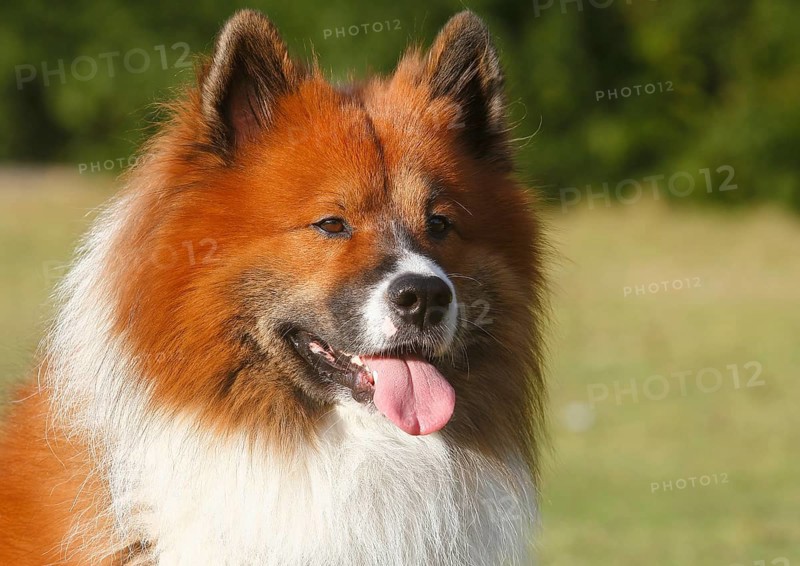 Large Elo (Canis lupus familiaris), male dog, 3 years, portrait, North Rhine-Westphalia, Germany