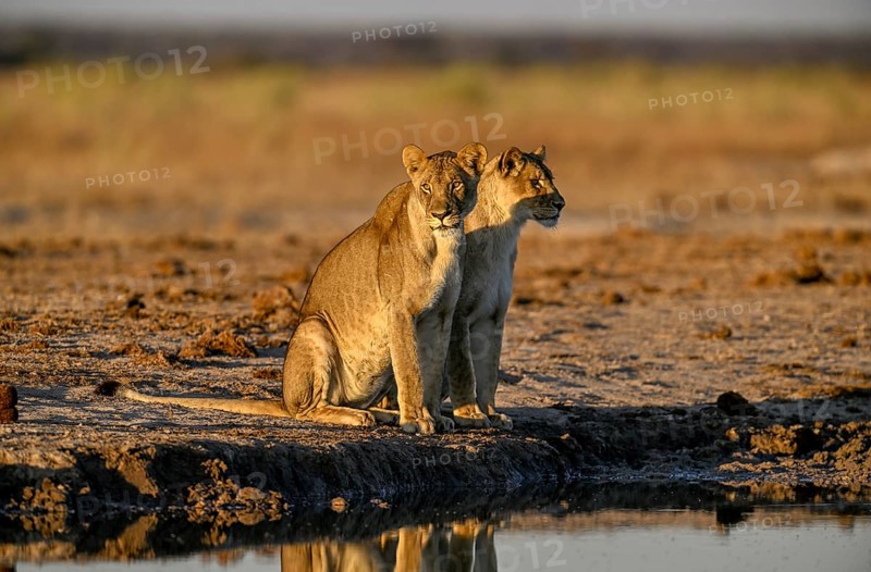 Two lionesses (Panthera leo) in the morning light at the Nxai Pan waterhole, Nxai Pan National Park, near Gweta, Central District, Botswana