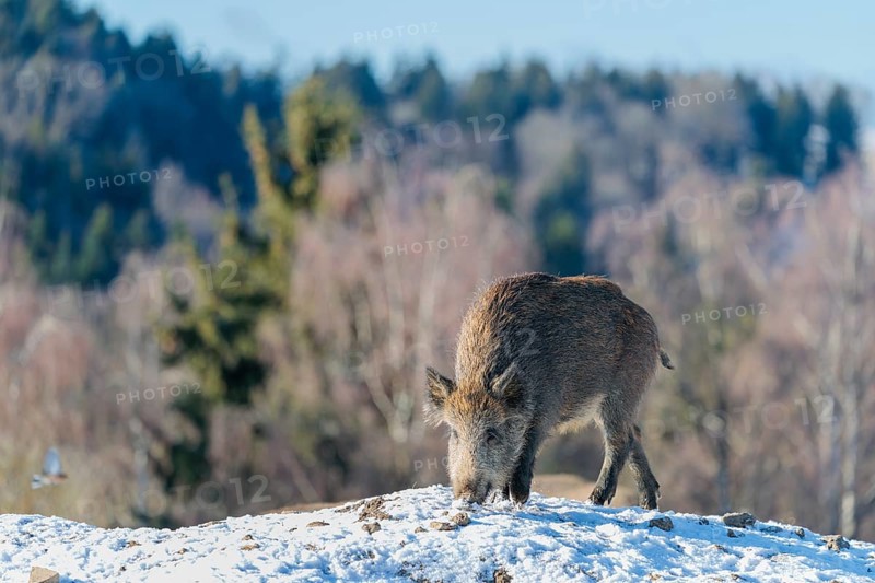 A young wild boar (Sus scrofa) searches for food on a snow-covered hill, backlit by the sun. A forest can be seen in the background. Bavaria, Germany
