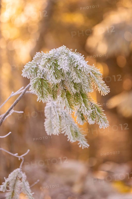 Frost-covered pine branch in golden light in winter, Black Forest, Germany