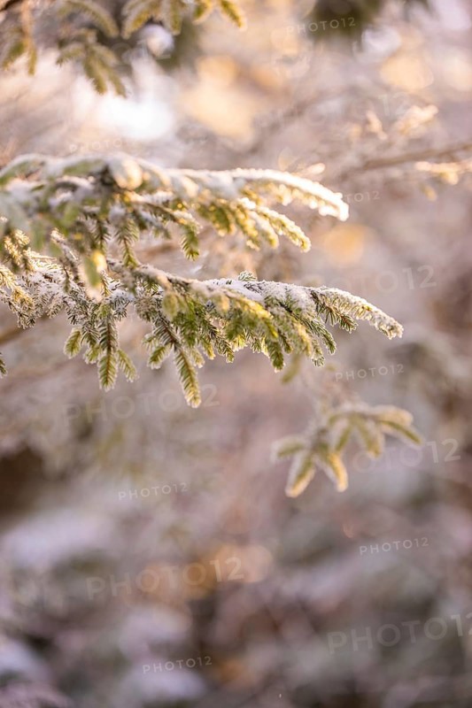 Pine branches covered with frost in a wintry atmosphere, Black Forest, Germany