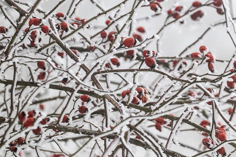 Rose hips on snow-covered branches, winter, Blaubeuren, Swabian Jura, Baden-Württemberg, Germany