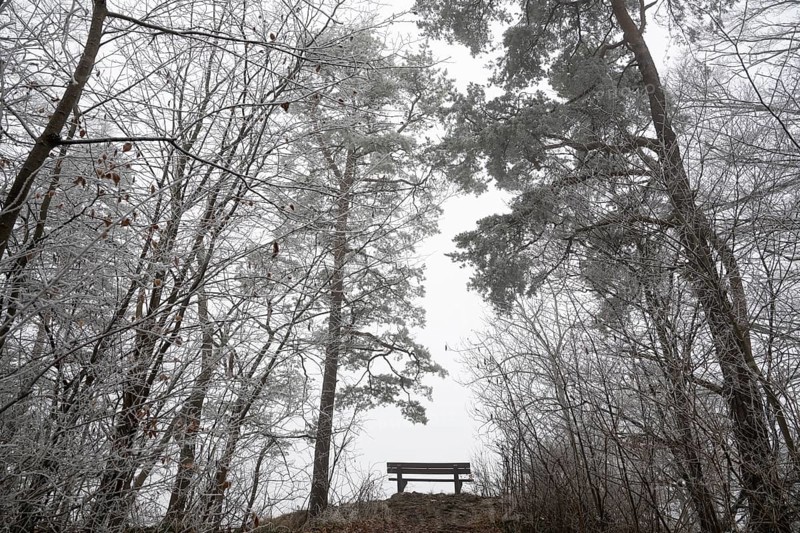An empty bench between bare trees covered with brawl in a quiet, foggy winter forest, Blaubeuren, Swabian Jura, Baden-Württemberg, Germany