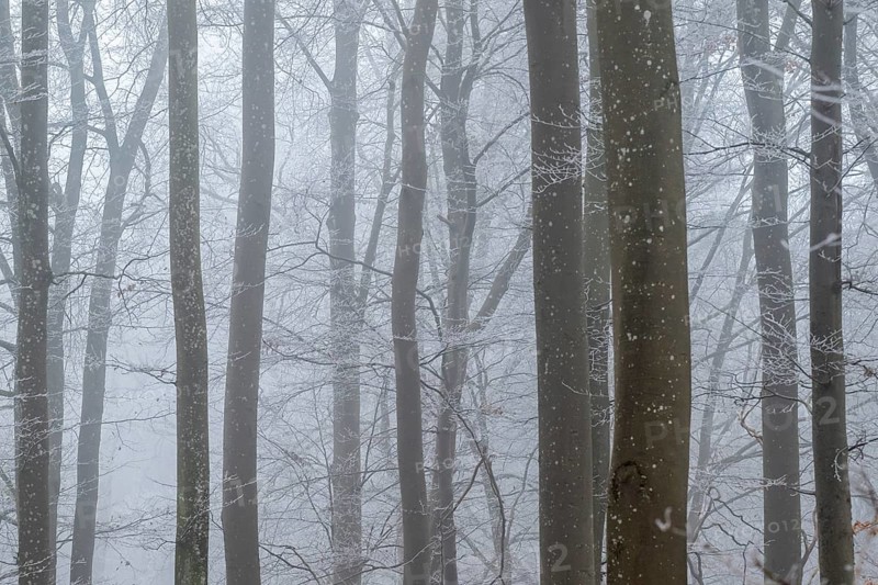 Bare tree trunks stand close together in a foggy winter forest, Blaubeuren, Swabian Jura, Baden-Württemberg, Germany