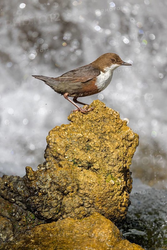 White-throated White-throated Dipper (Cinclus cinclus), standing on a tufa in front of a waterfall, biosphere reserve, Swabian Alb, Baden-Württemberg, Germany