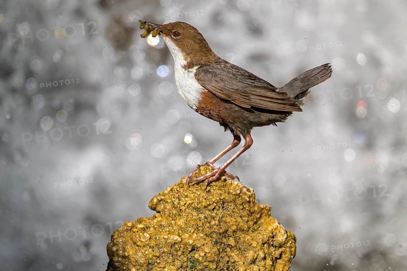 White-throated White-throated Dipper (Cinclus cinclus), standing on a tufa in front of a waterfall with insects in its beak, biosphere reserve, Swabian Alb, Baden-Württemberg, Germany