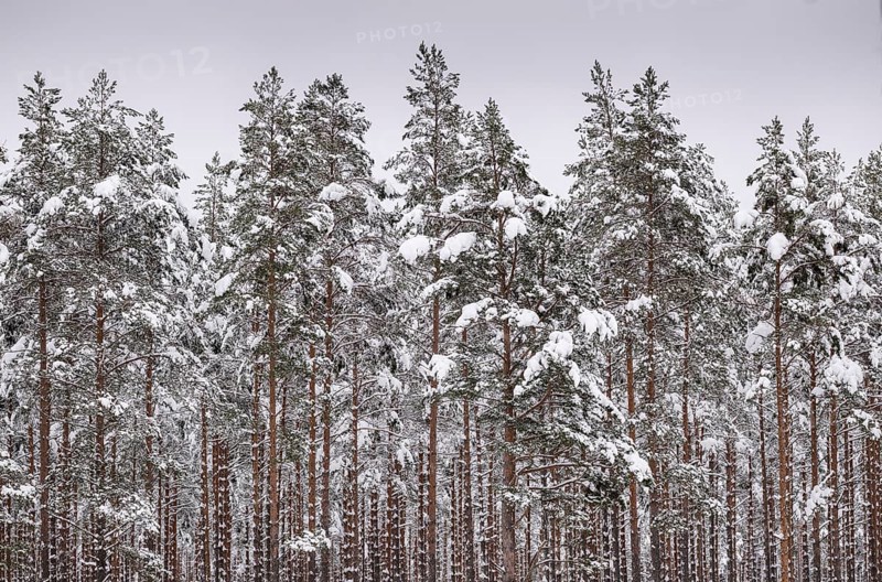 Deep snow-covered pine forest, near Jönköping, Jönköpings län, Sweden