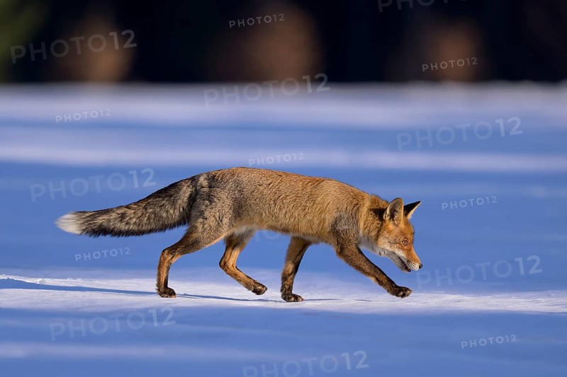Red fox (Vulpes vulpes), foraging in a meadow covered with snow, Swabian Alb biosphere reserve, Baden-Württemberg, Germany