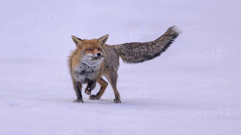 Red fox (Vulpes vulpes), with caught mouse on a meadow covered with snow, Swabian Alb biosphere reserve, Baden-Württemberg, Germany