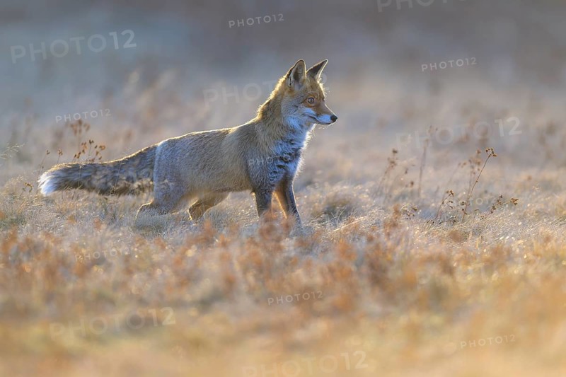 Red fox (Vulpes vulpes), securing in the last light in a meadow, Swabian Alb biosphere reserve, Baden-Württemberg, Germany