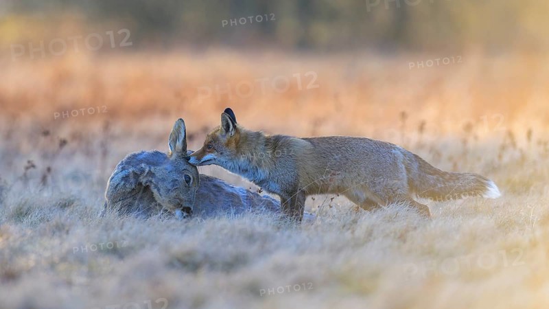 Red fox (Vulpes vulpes), at last light, roe deer (Capreolus capreolus), roadkill, Swabian Alb biosphere reserve, Baden-Württemberg, Germany