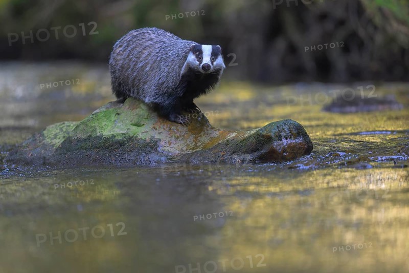 European badger (Meles meles), sitting on a stone in a stream in the last light, deciduous tree is reflected in the water, Swabian Alb biosphere reserve, Baden-Württemberg, Germany