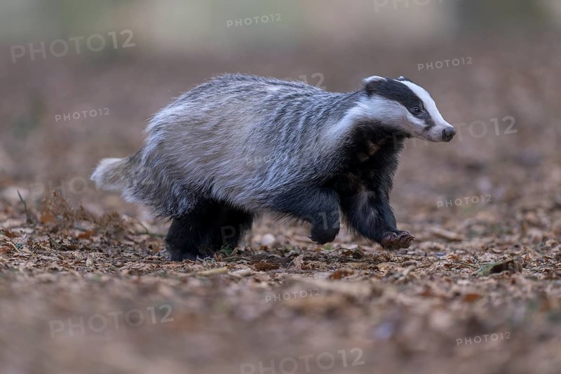 European badger (Meles meles), foraging in a beech forest, Swabian Alb biosphere reserve, Baden-Württemberg, Germany