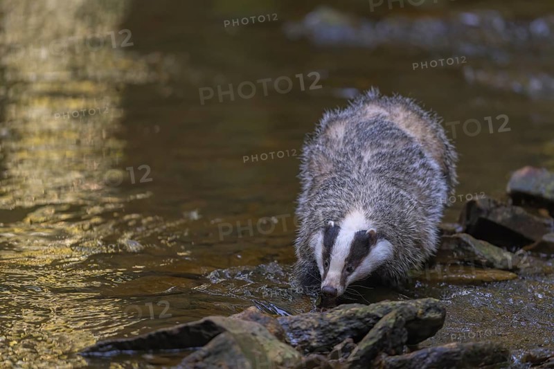 European badger (Meles meles), foraging on the banks of a stream in the last light, deciduous tree reflected in the water, Swabian Alb biosphere reserve, Baden-Württemberg, Germany