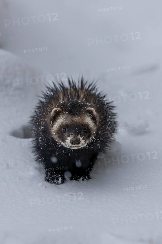 Moving around in closed snow cover is difficult for the European polecat (Mustela putorius), snow, winter, cold, frost, snowfall, Denmark