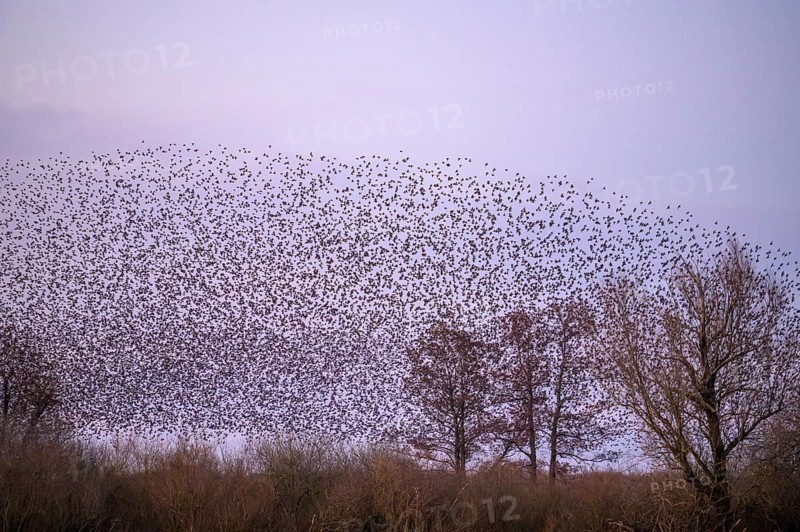 A flock of starlings (Sturnus vulgaris) forms impressive patterns in front of a colourful sky at sunset, Dümmer nature park Park, Lower Saxony, Germany